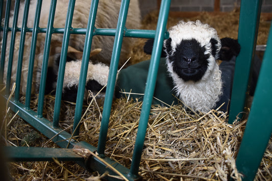 Regenerating Bonds: Liberty’s Journey to Motherhood at Fern Hall Estate and Woolery