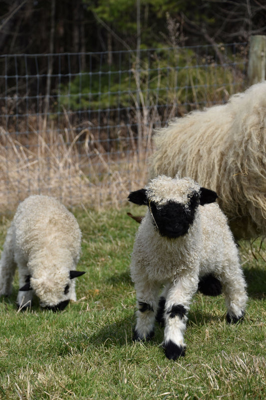 From Tiny Nibbles to Thriving Pastures: How Our Lambs Start Grazing Early at Fern Hall Estate