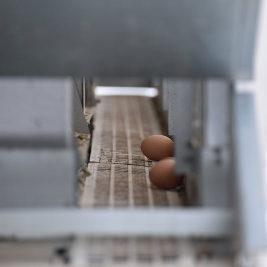 How Long Do Farm-Fresh Eggs Really Last? A Guide from Fern Hall Estate & Woolery