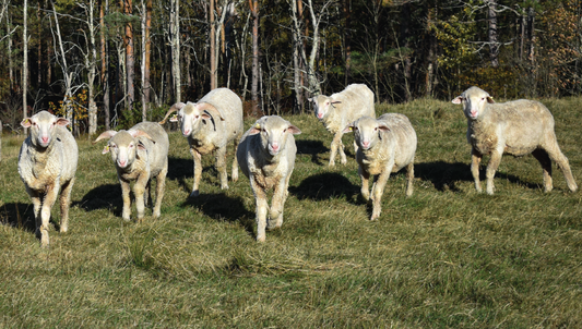 Is Merino Wool Good for Hair? The Surprising Benefits for Healthier, Softer Strands